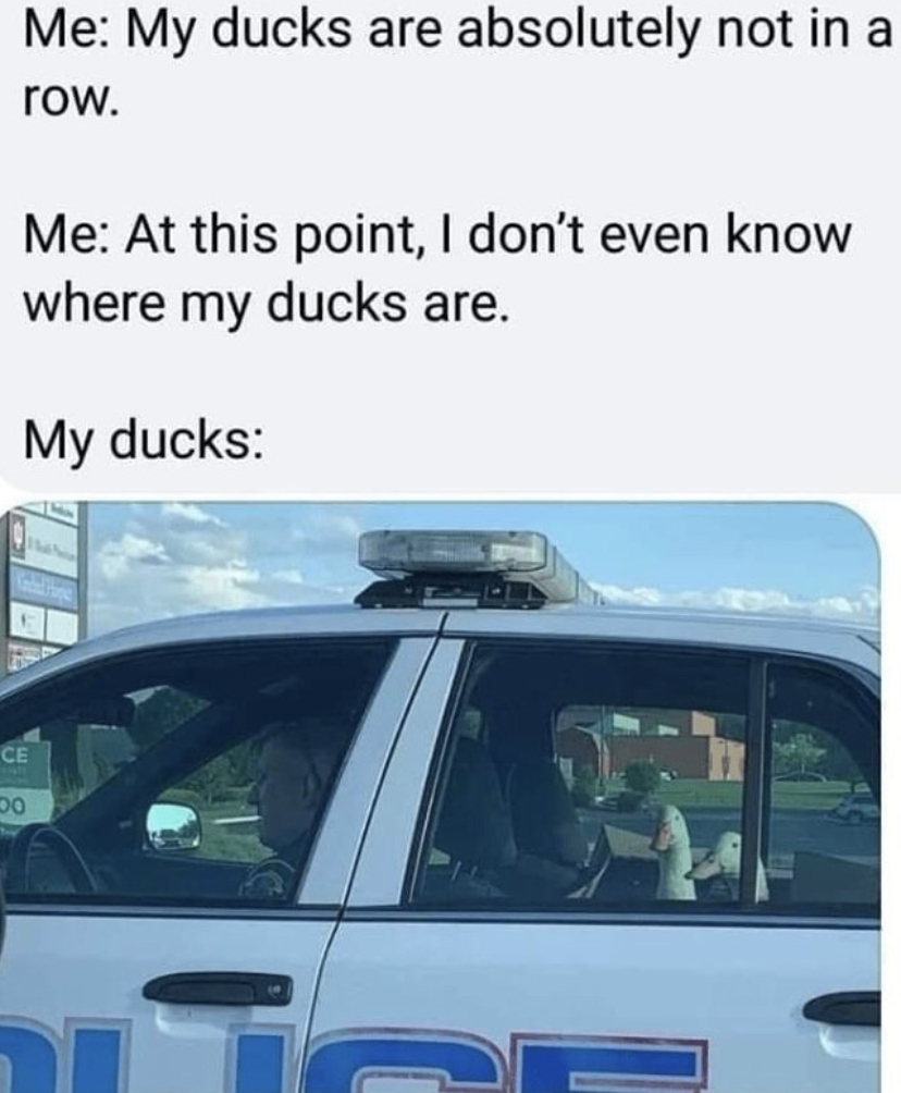 ducks in police car meme - Me My ducks are absolutely not in a row. Me At this point, I don't even know where my ducks are. My ducks Ce
