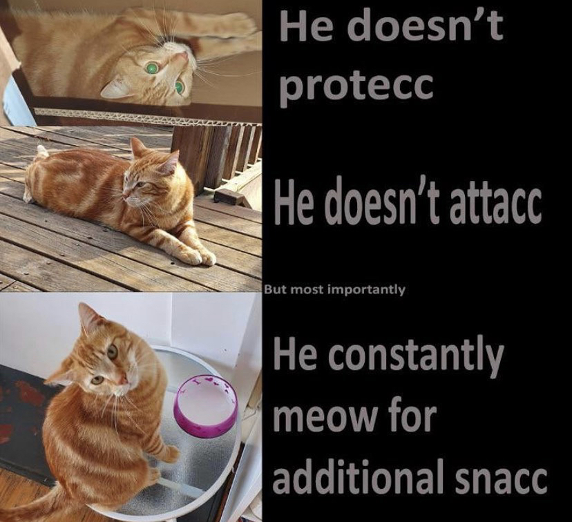 cat attacc - He doesn't protecc He doesn't attacc But most importantly He constantly meow for additional snacc