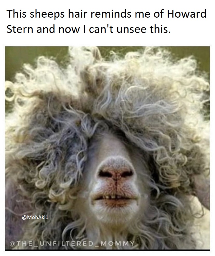 funny looking animals - This sheeps hair reminds me of Howard Stern and now I can't unsee this.