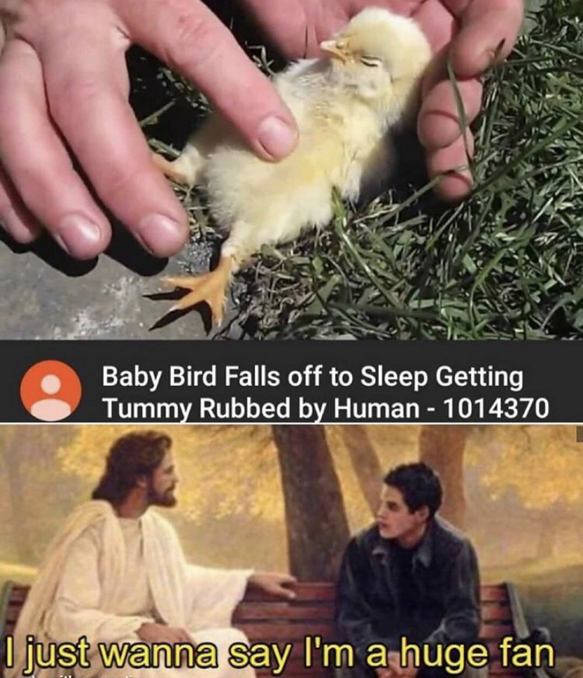 funny memes - not talking about twitter i literally want you to follow me - Baby Bird Falls off to Sleep Getting Tummy Rubbed by Human 1014370 I just wanna say I'm a huge fan