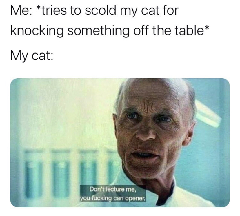 ridiculous memes - Me tries to scold my cat for knocking something off the table My cat Don't lecture me, you fucking can opener.