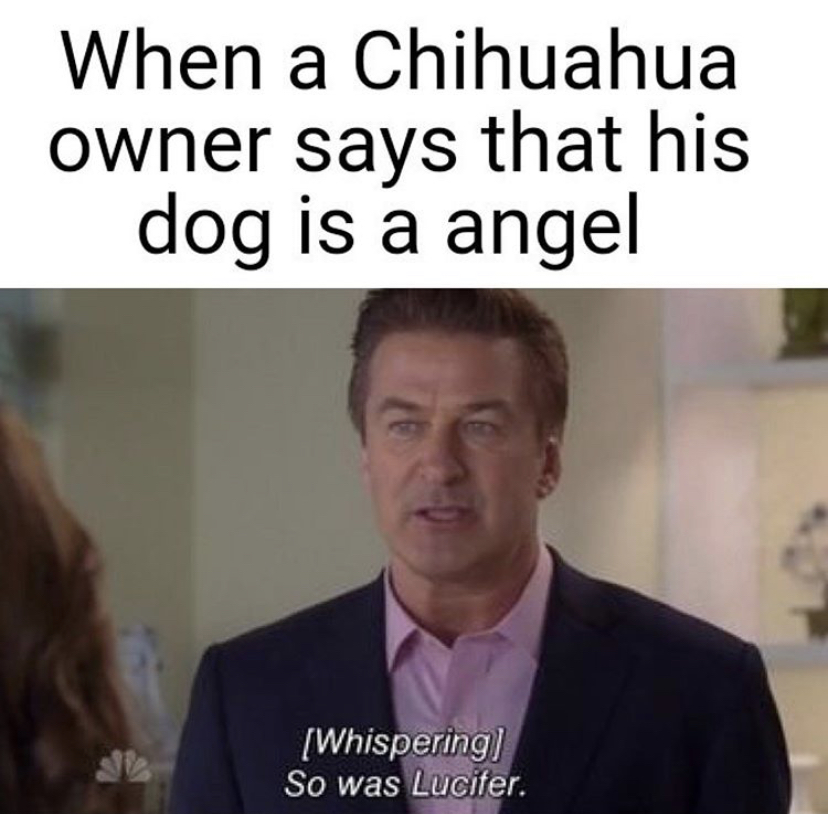 demon child meme - When a Chihuahua owner says that his dog is a angel Whispering So was Lucifer.