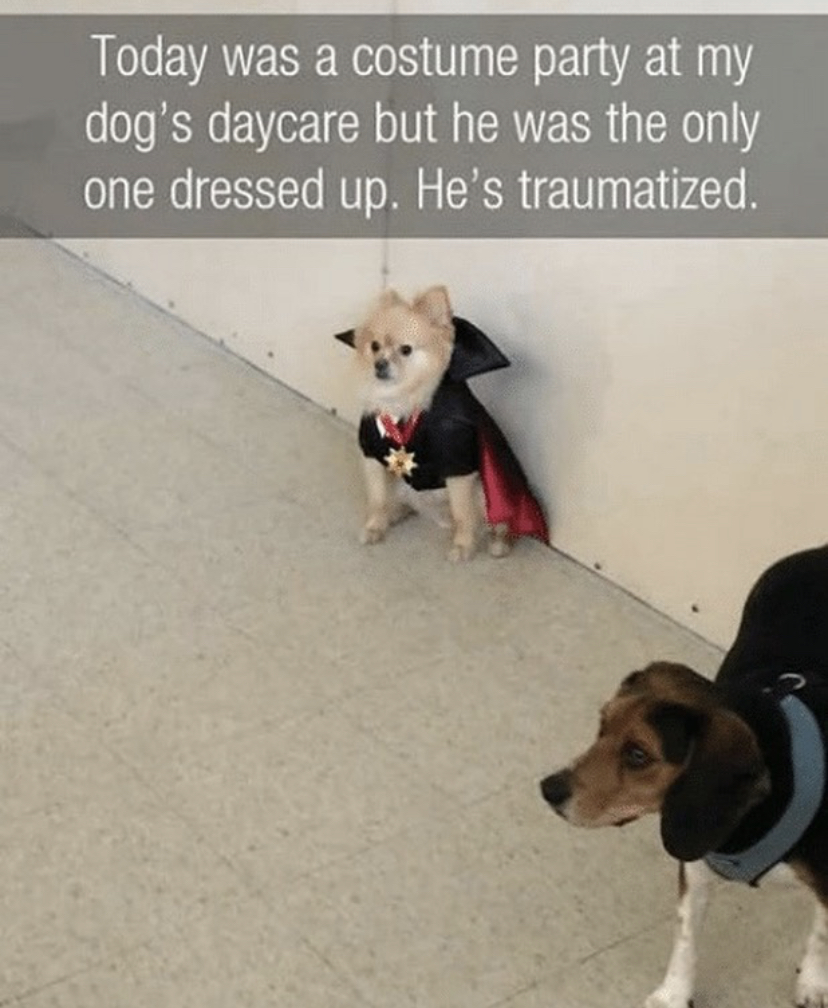 dog daycare meme - Today was a costume party at my dog's daycare but he was the only one dressed up. He's traumatized.