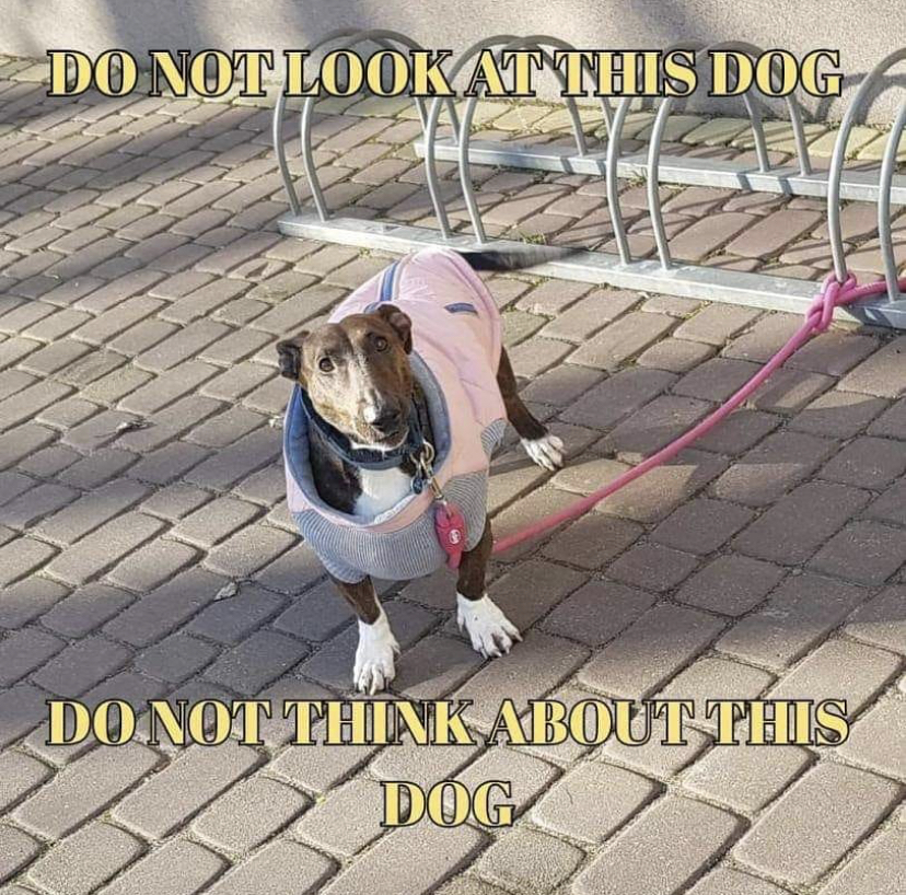 dog - Do Not Look At Niis Dog Do Not Think About This Dog