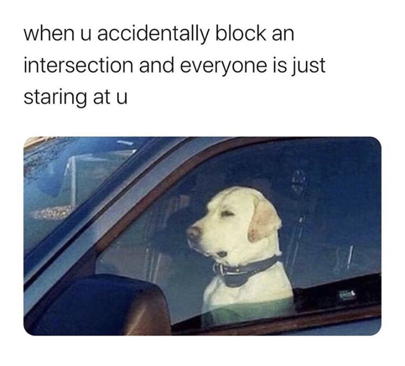 dog sitting in car meme - when u accidentally block an intersection and everyone is just staring at u