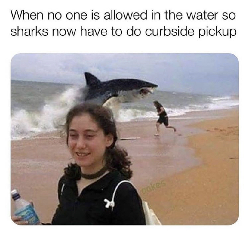 shark curbside pickup - When no one is allowed in the water so sharks now have to do curbside pickup