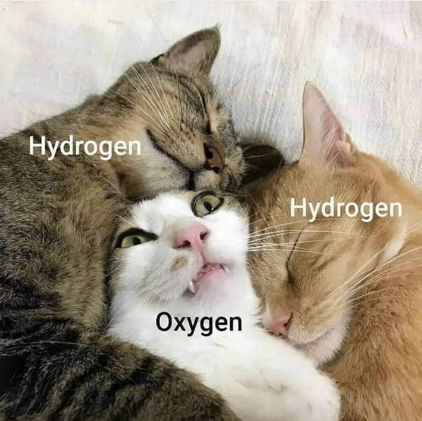 poland cat meme - Hydrogen Hydrogen Oxygen