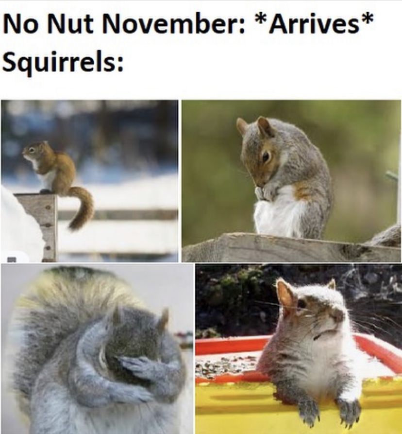 sad squirrel - No Nut November Arrives Squirrels