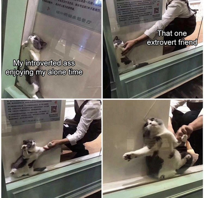 cat stuck behind glass meme - That one extrovert friend My introverted ass enjoying my alone time