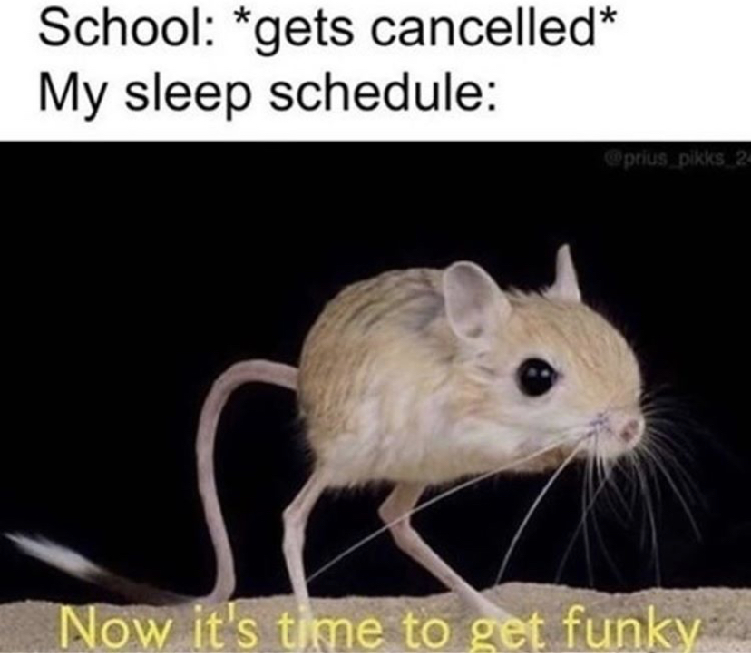 rats meme - School gets cancelled My sleep schedule prius pikks 24 Now it's time to get funky