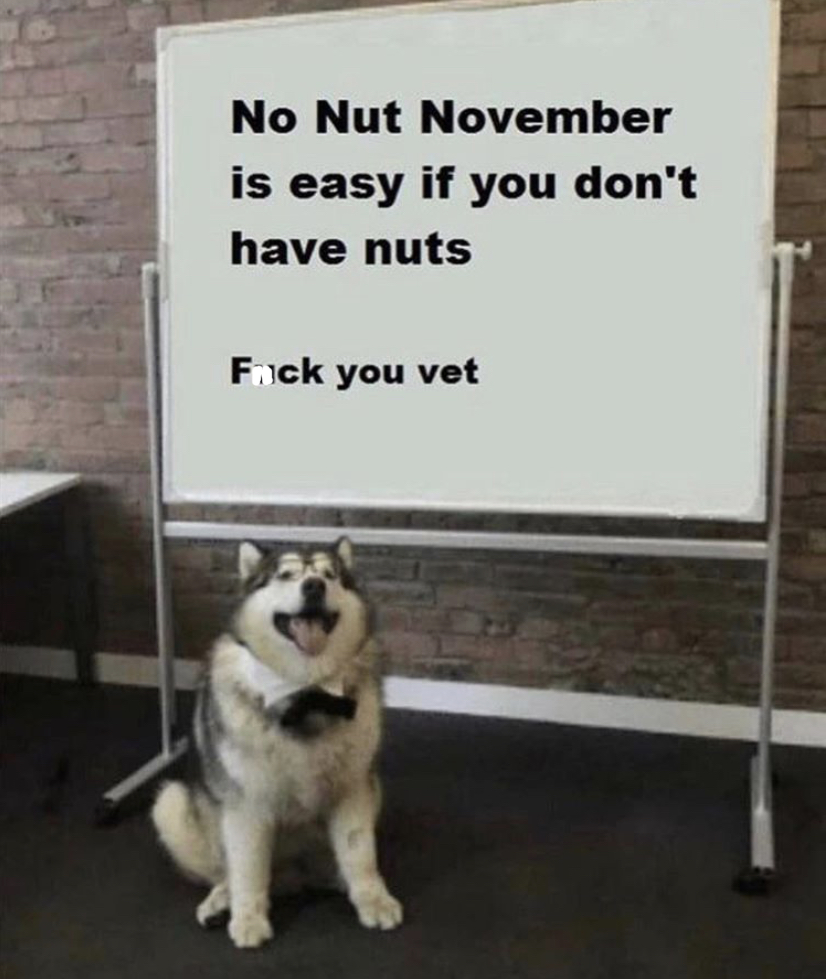 dog whiteboard meme template - No Nut November is easy if you don't have nuts Fack you vet