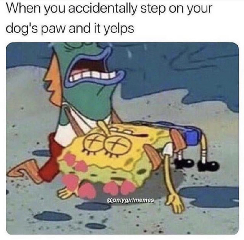 you step on your dog's foot meme - When you accidentally step on your dog's paw and it yelps