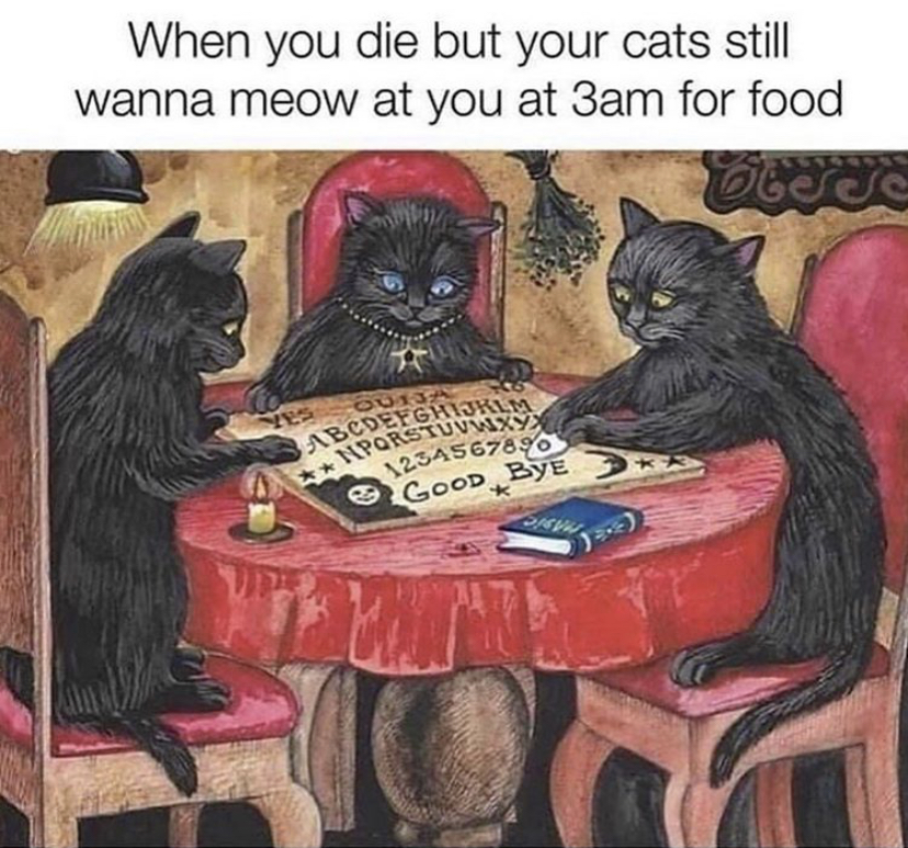 cats ouija - Hiporstuvwxy When you die but your cats still wanna meow at you at 3am for food Abcdefghijkls 1234567896 e Good Bye So