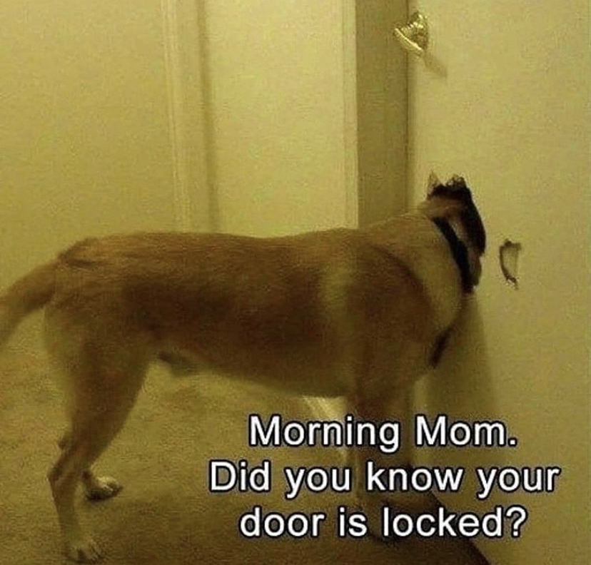 national dog mom day meme - Morning Mom. Did you know your door is locked?