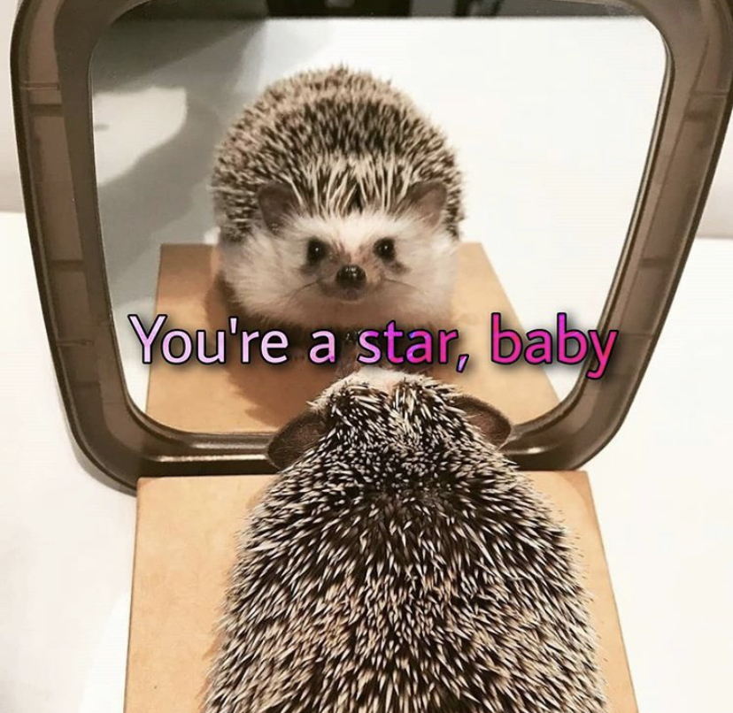 domesticated hedgehog - You're a star, baby