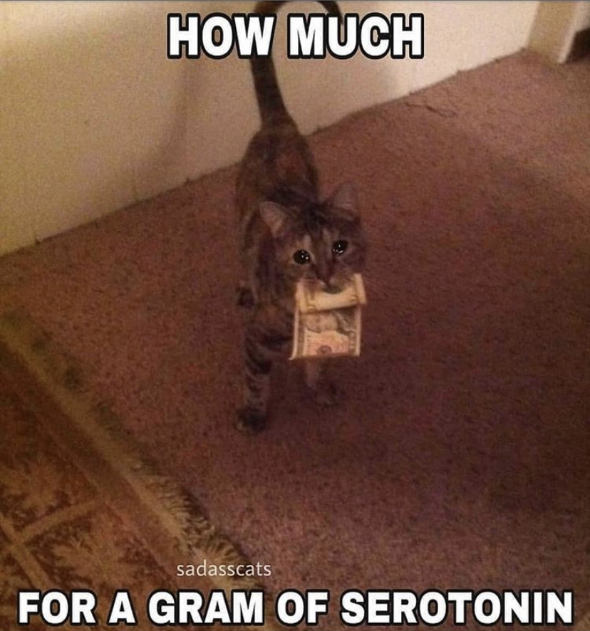 dank memes - photo caption - How Much 17 sadasscats For A Gram Of Serotonin