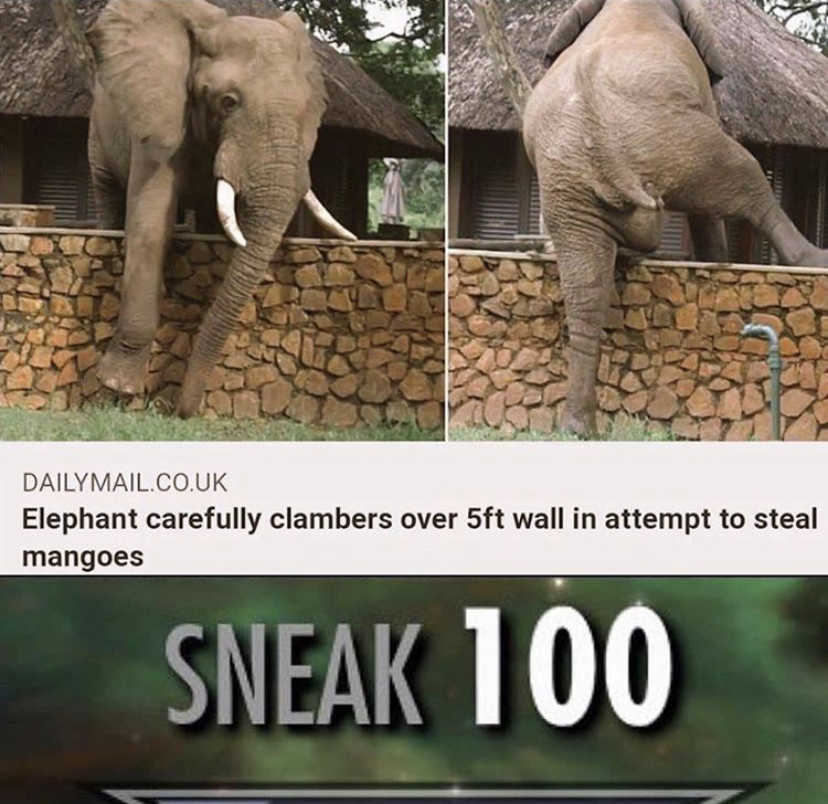 loxodon rogue - Dailymail.Co.Uk Elephant carefully clambers over 5ft wall in attempt to steal mangoes Sneak 100