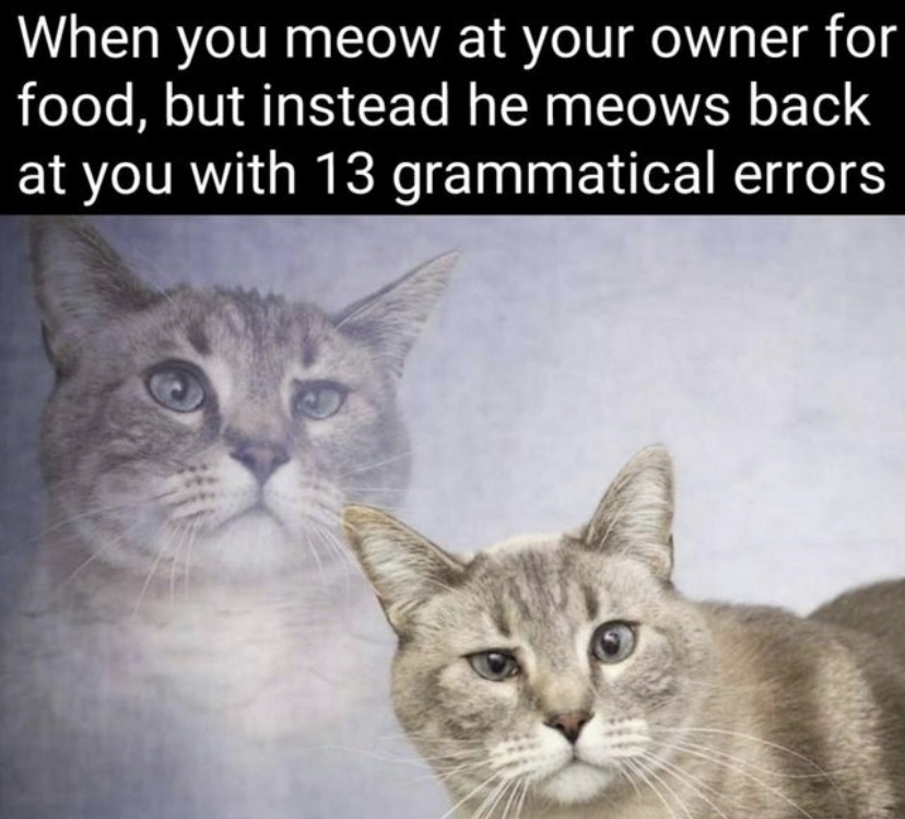 judging cat - When you meow at your owner for food, but instead he meows back at you with 13 grammatical errors