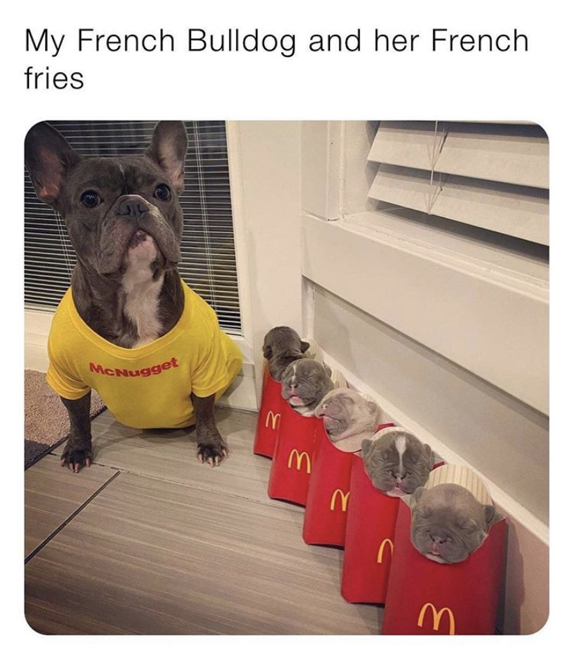 Dog - My French Bulldog and her French fries MeNugget m ry