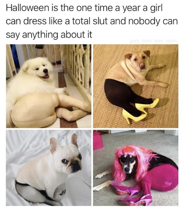 dog - Halloween is the one time a year a girl can dress a total slut and nobody can say anything about it