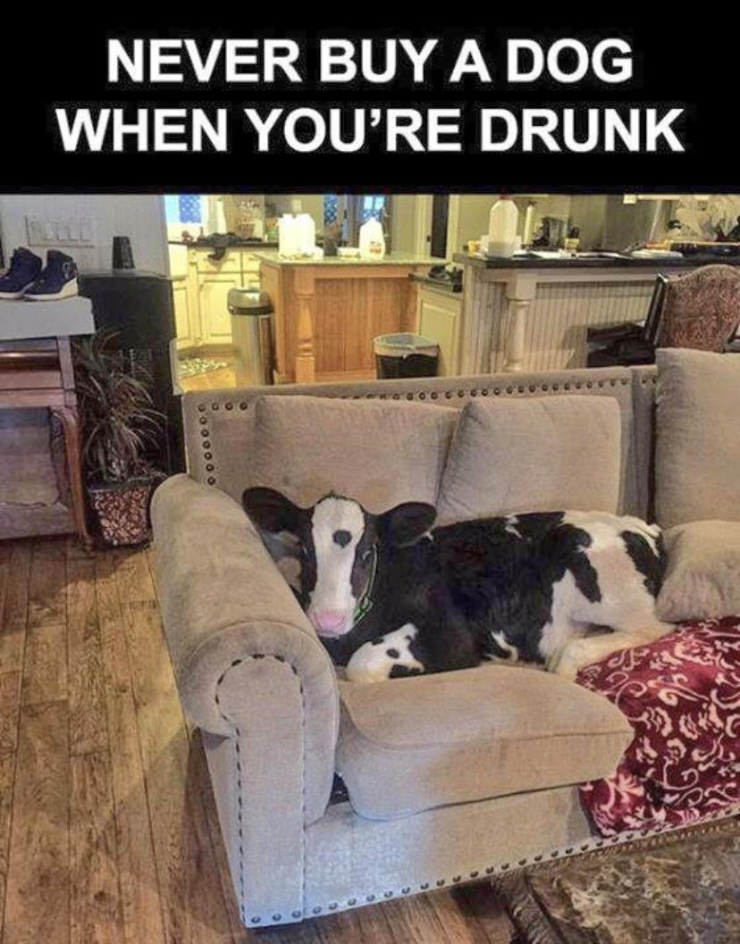don t buy a dog when you re drunk - Never Buy A Dog When You'Re Drunk