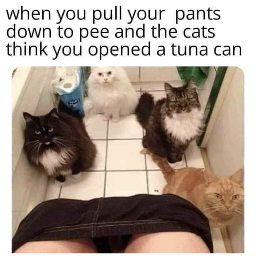 cat watching bathroom - when you pull your pants down to pee and the cats think you opened a tuna can