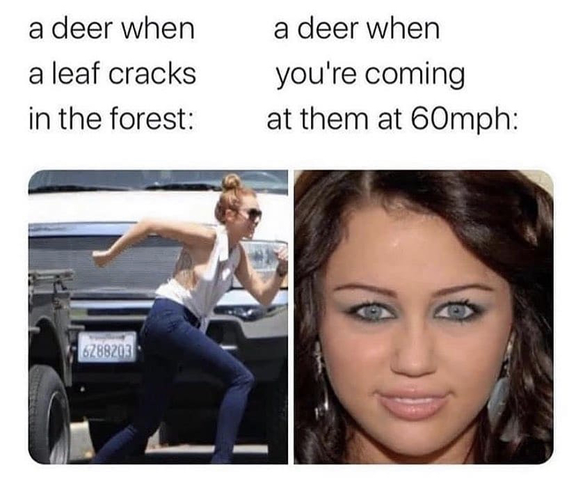 miley cyrus - a deer when a leaf cracks a deer when you're coming at them at 60mph in the forest 6288203