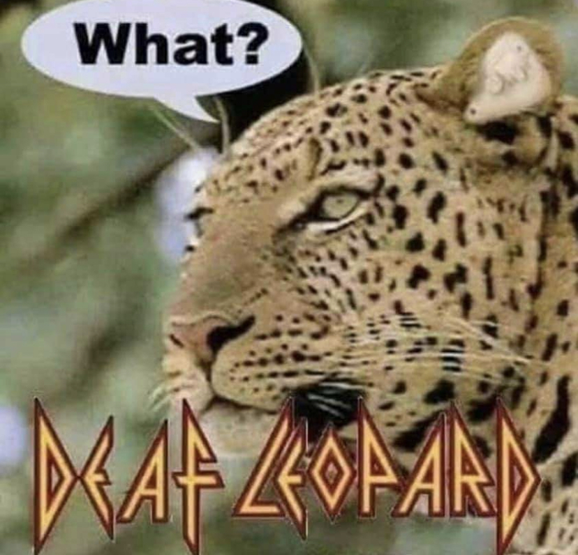 funny leopard meme - What?
