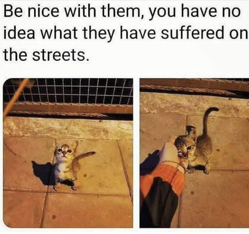 nice with them when you have no idea what they have suffered on the streets - Be nice with them, you have no idea what they have suffered on the streets.