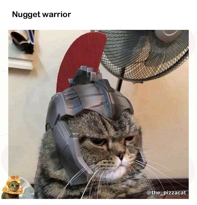 cat - Nugget warrior