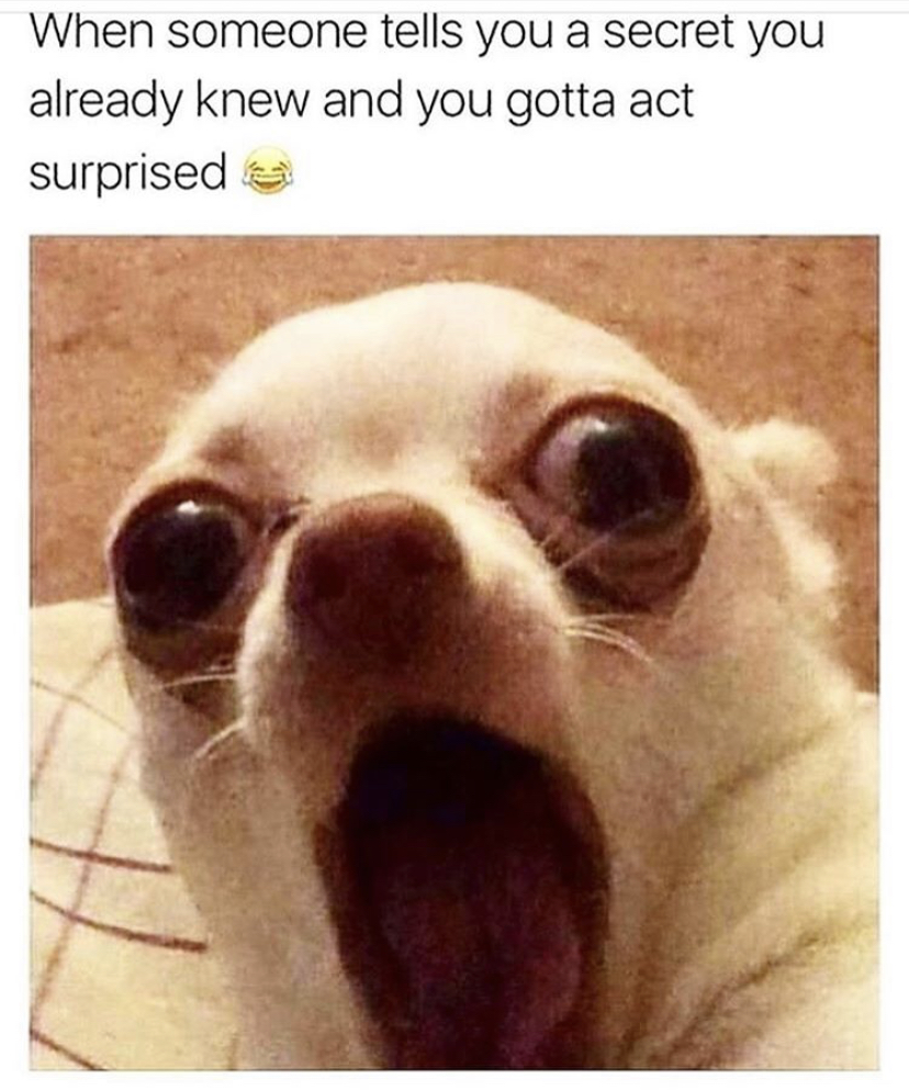 funny chihuahua memes - When someone tells you a secret you already knew and you gotta act surprised