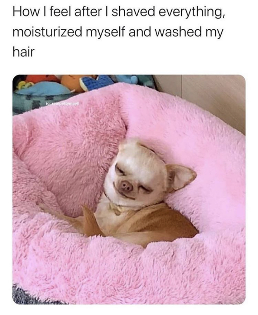 dog - How I feel after shaved everything, moisturized myself and washed my hair