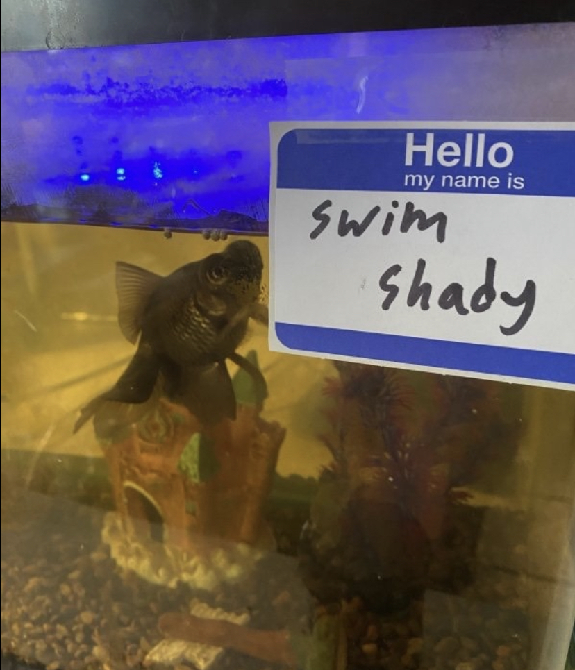 aquarium - Hello my name is swim shady