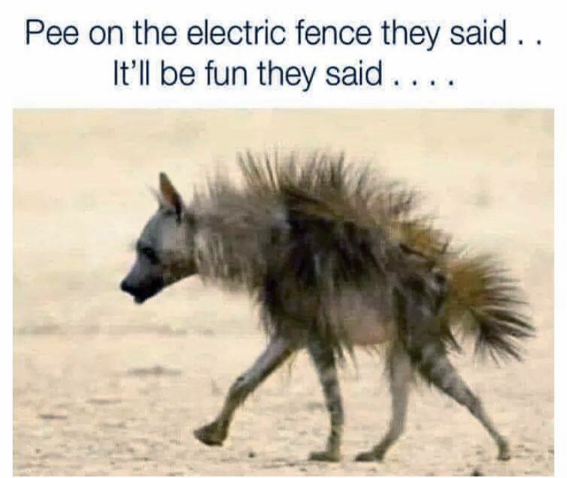 pee on the electric fence they said - Pee on the electric fence they said .. It'll be fun they said ....