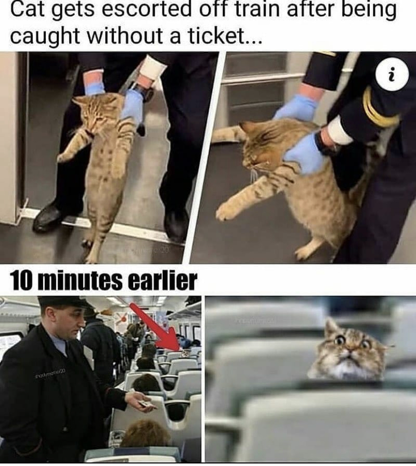 cat escorted off train - Cat gets escorted off train after being caught without a ticket... i 10 minutes earlier