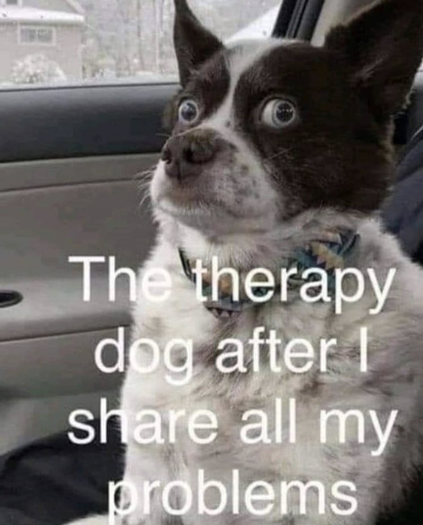 funny memes - Dog - The therapy dog after 1 all my problems