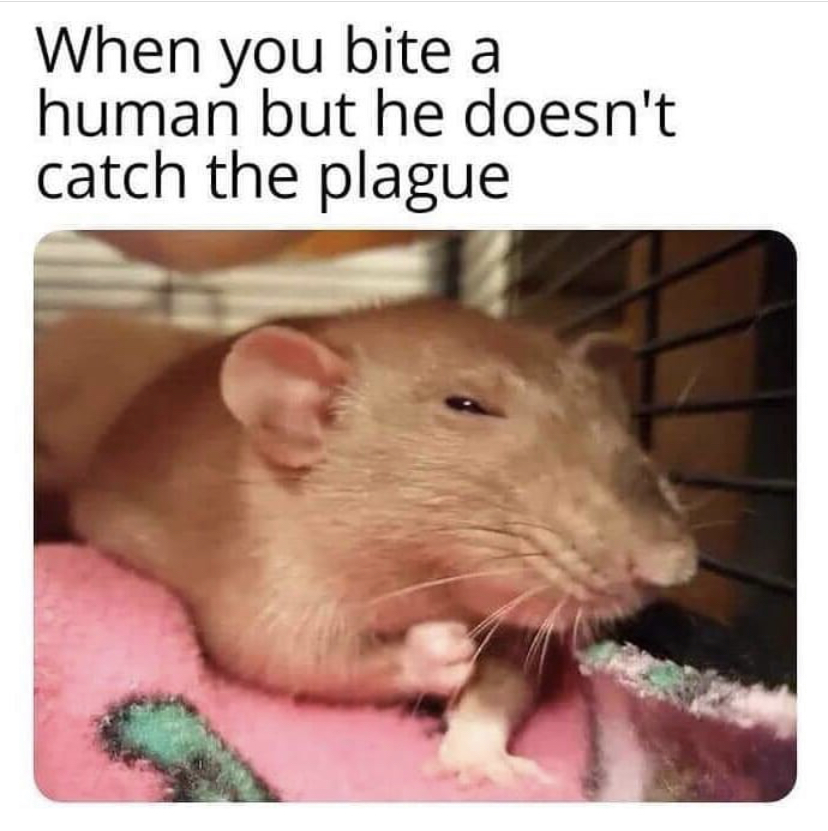 rat memes - When you bite a human but he doesn't catch the plague