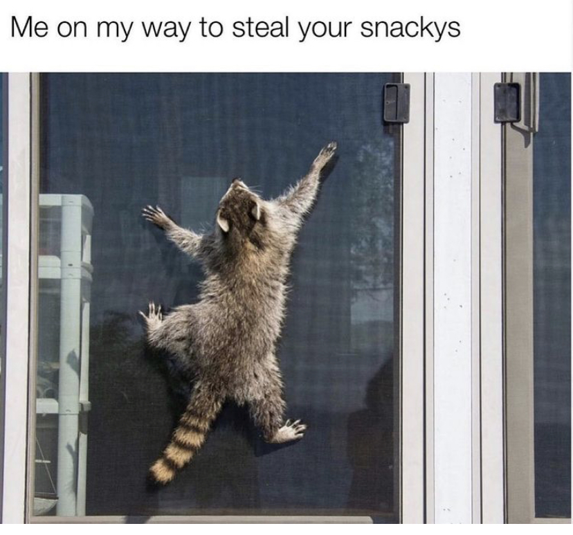 cat cling to screen door - Me on my way to steal your snackys