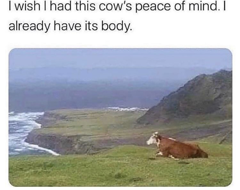 wish i had this cow's peace - I wish I had this cow's peace of mind. I already have its body.