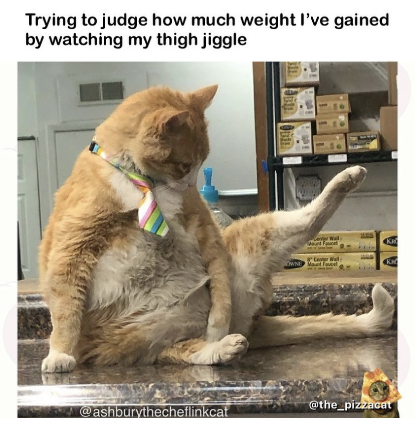 cat - Trying to judge how much weight I've gained by watching my thigh jiggle Km re