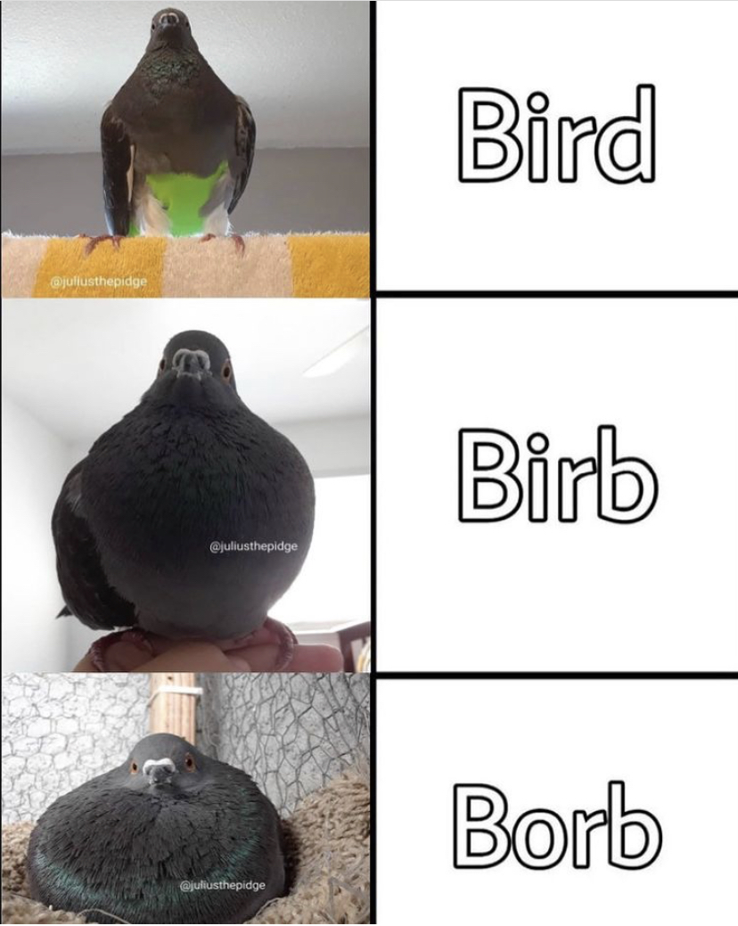 fauna - Bird Birb Borb
