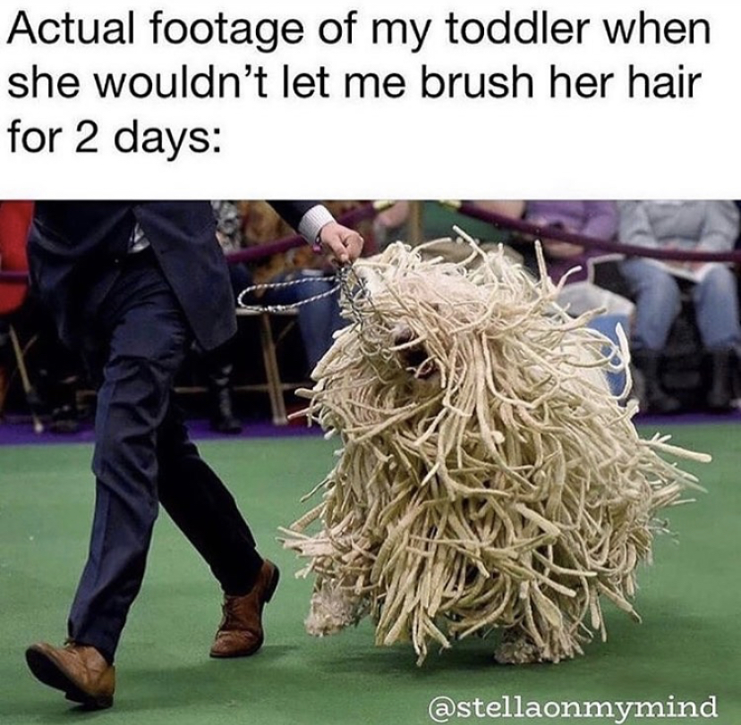 Dog - Actual footage of my toddler when she wouldn't let me brush her hair for 2 days