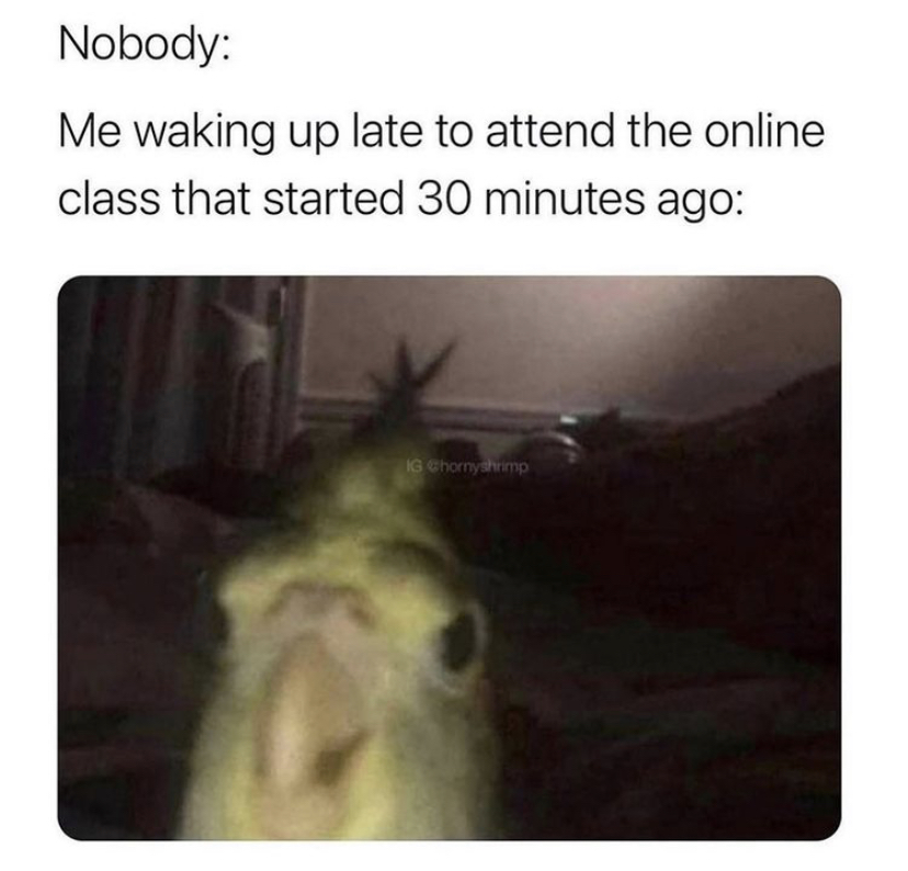 waking up from depression nap - Nobody Me waking up late to attend the online class that started 30 minutes ago Ig Chornyshrimp
