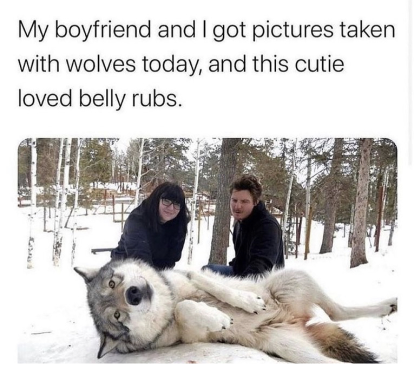 scary pictures of animals - My boyfriend and I got pictures taken with wolves today, and this cutie loved belly rubs.