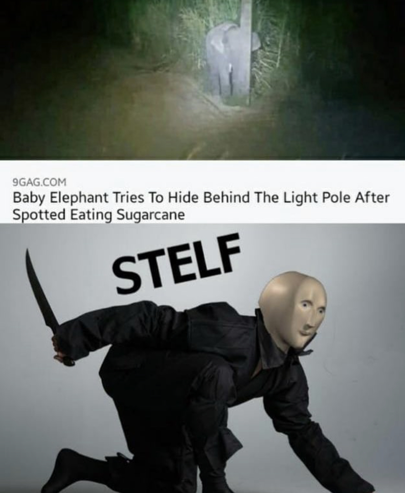 stelf meme - 9GAG.Com Baby Elephant Tries To Hide Behind The Light Pole After Spotted Eating Sugarcane Stelf