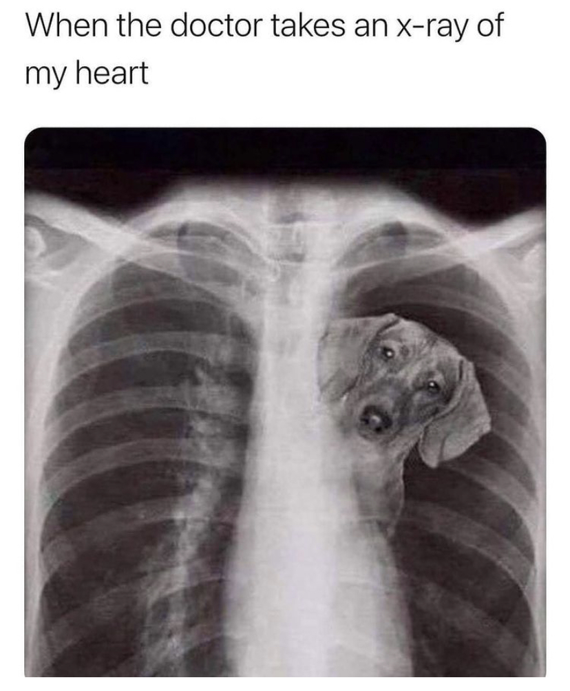 funny memes - doctor takes an x ray dachshund - When the doctor takes an Xray of my heart