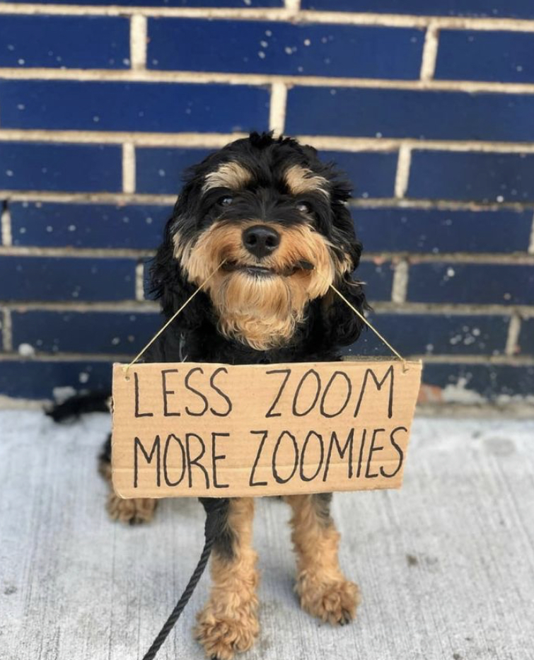 less zoom more zoomies - Less Zoom More Zoomies