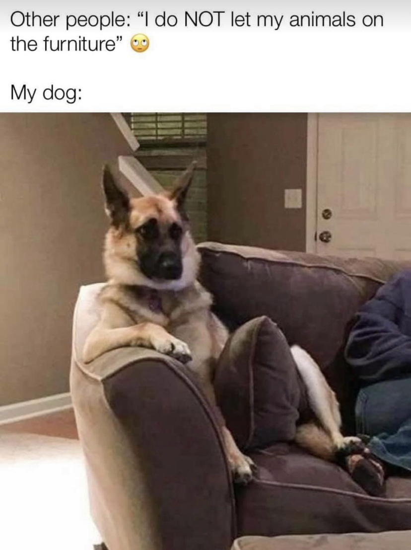 funny dog and human memes - Other people "I do Not let my animals on the furniture" My dog