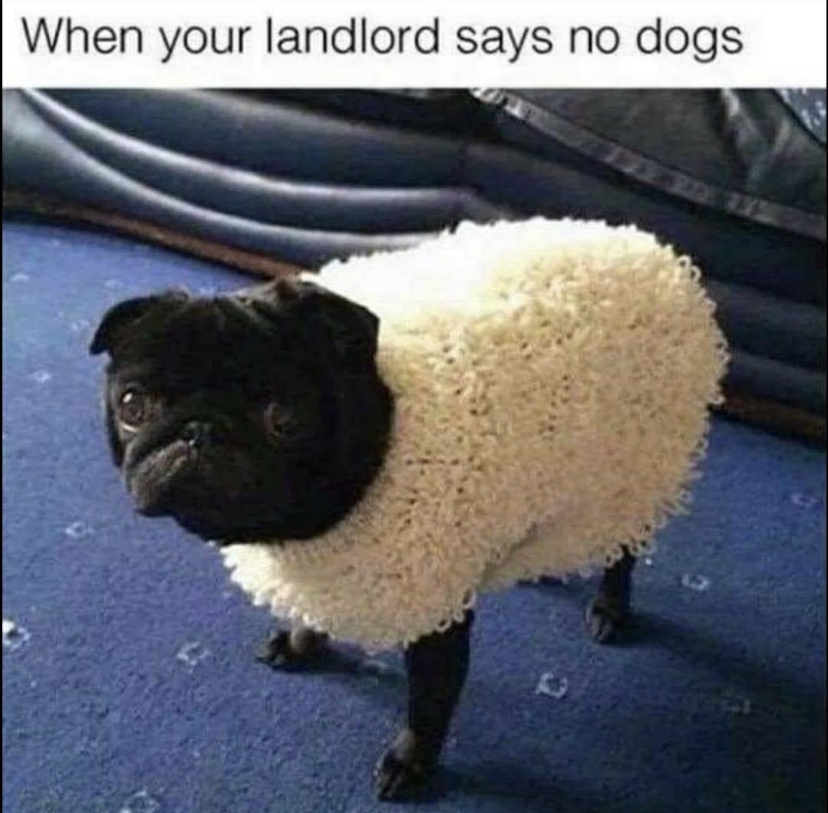 your landlord says no dogs - When your landlord says no dogs