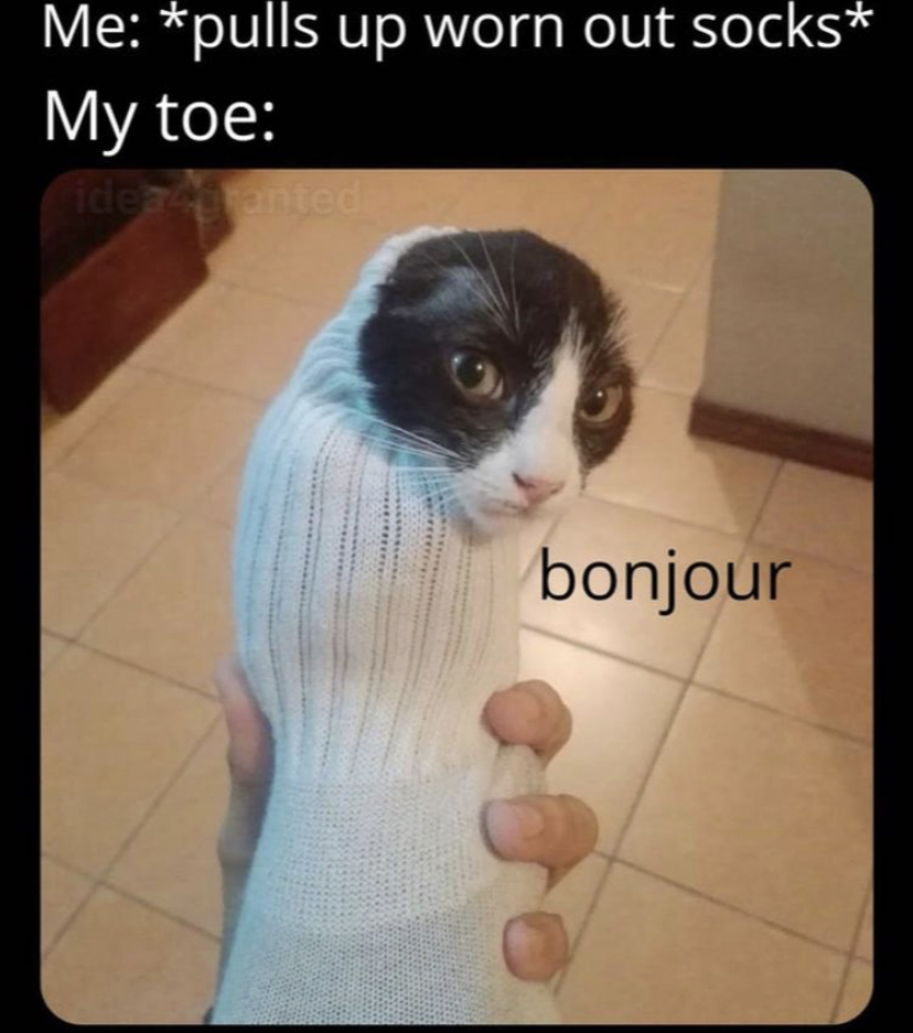 it's dangerous to go alone take this cat - Me pulls up worn out socks My toe bonjour